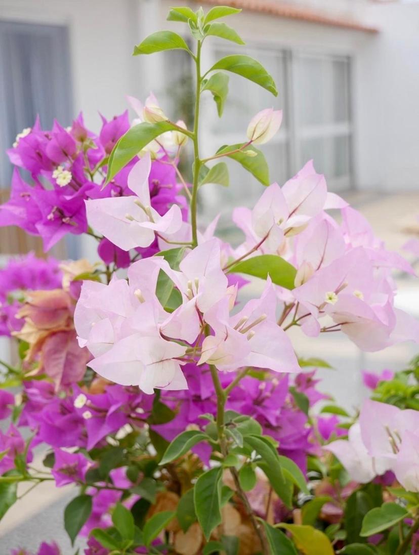 Casa De Azzancha Guest House Azinhaga ภายนอก รูปภาพ