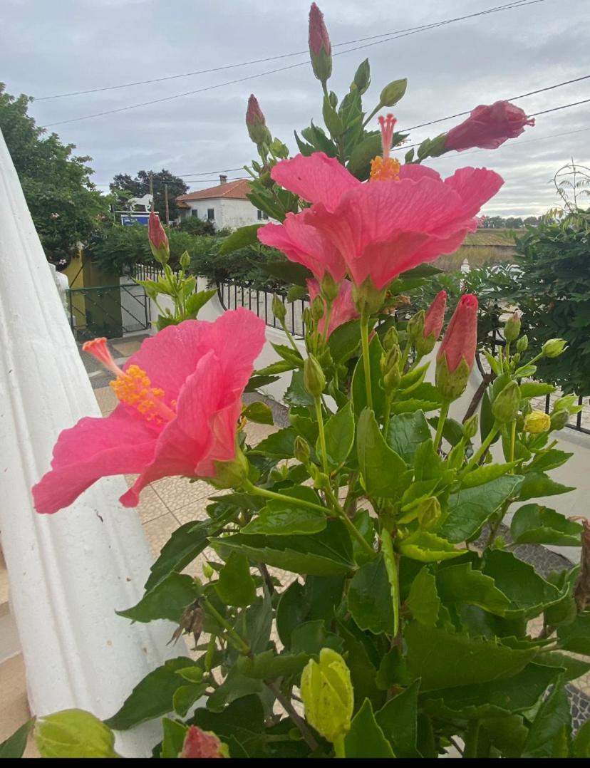 Casa De Azzancha Guest House Azinhaga ภายนอก รูปภาพ